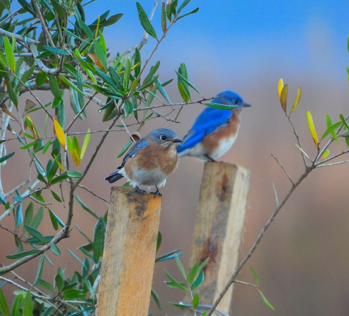 Eastern Bluebird - ML645657578