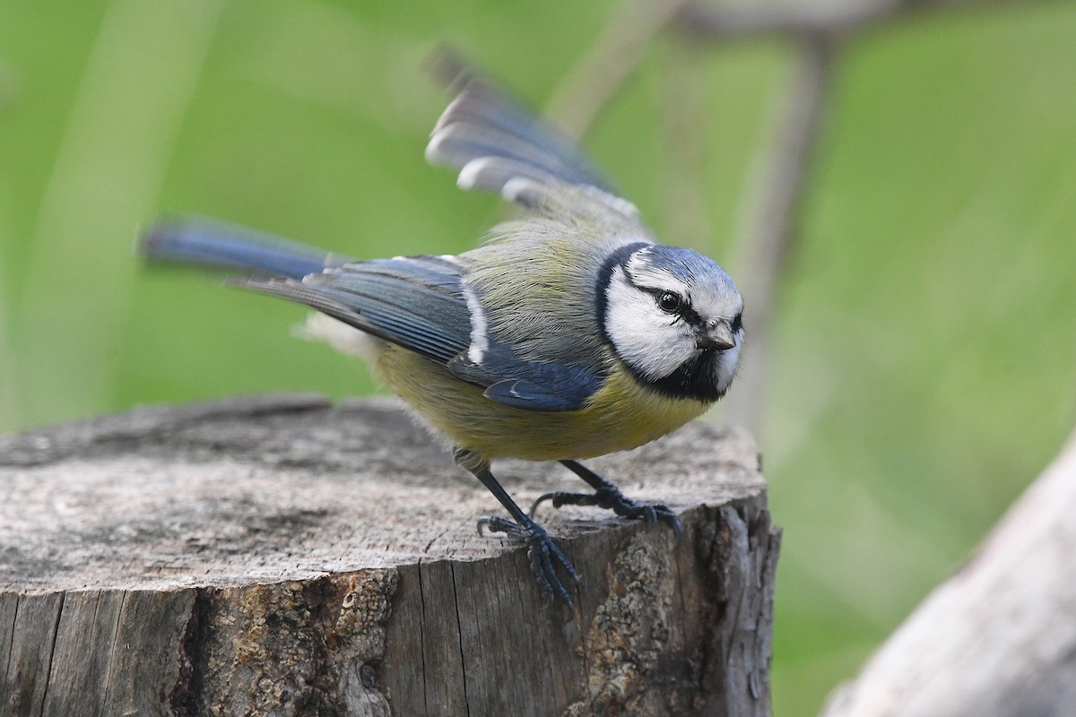 Eurasian Blue Tit - ML645657579