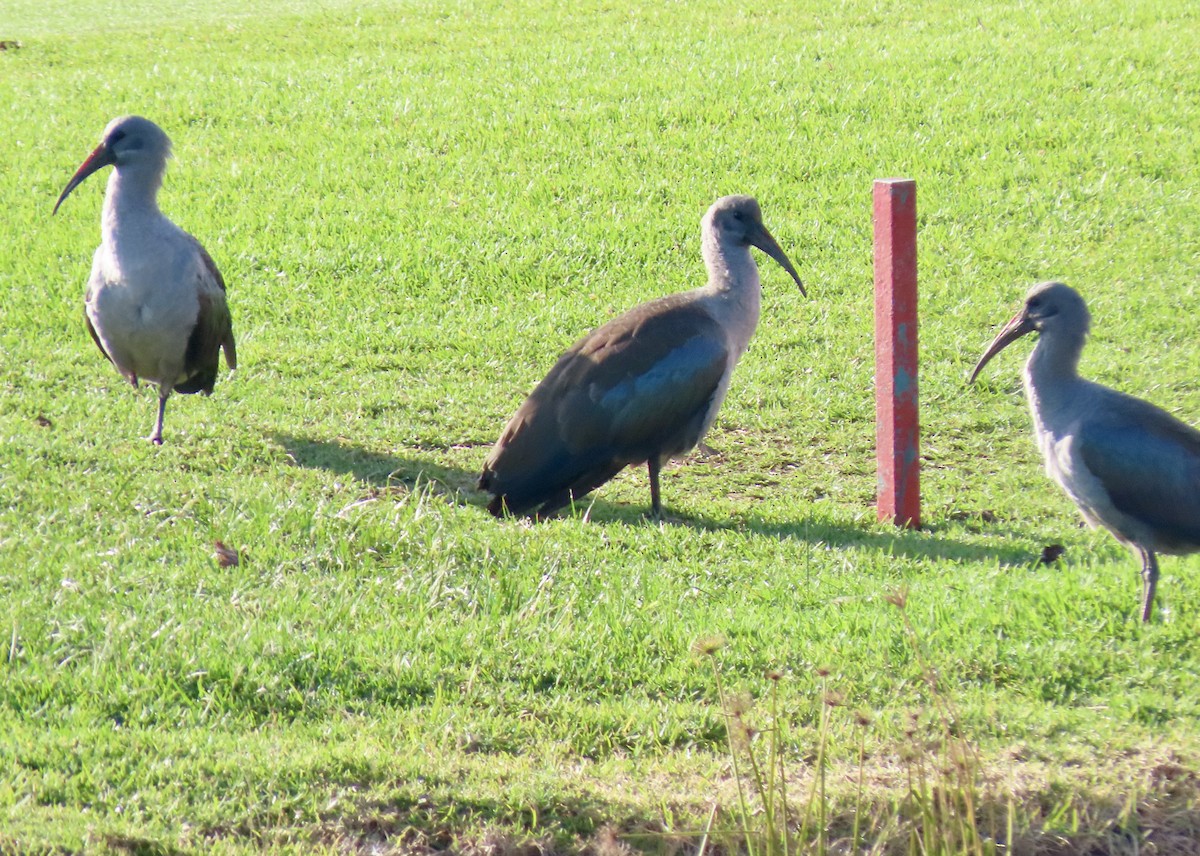 Hadada Ibis - ML645657581