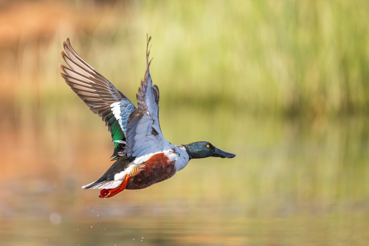 琵嘴鴨 - ML645657582