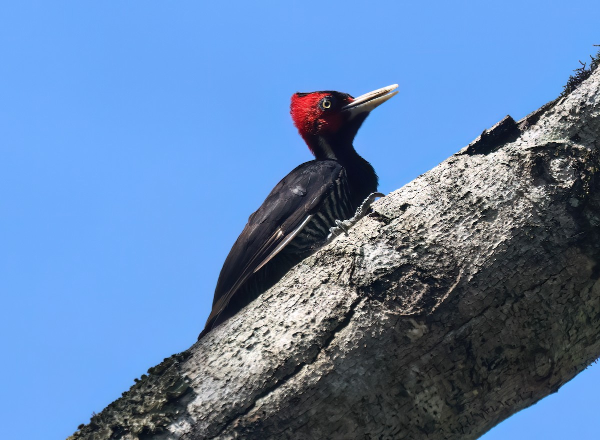 Pic à bec clair - ML645657584