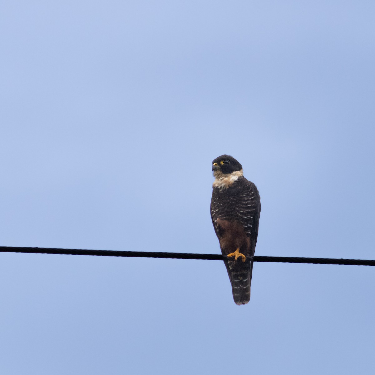 Bat Falcon - ML645657588