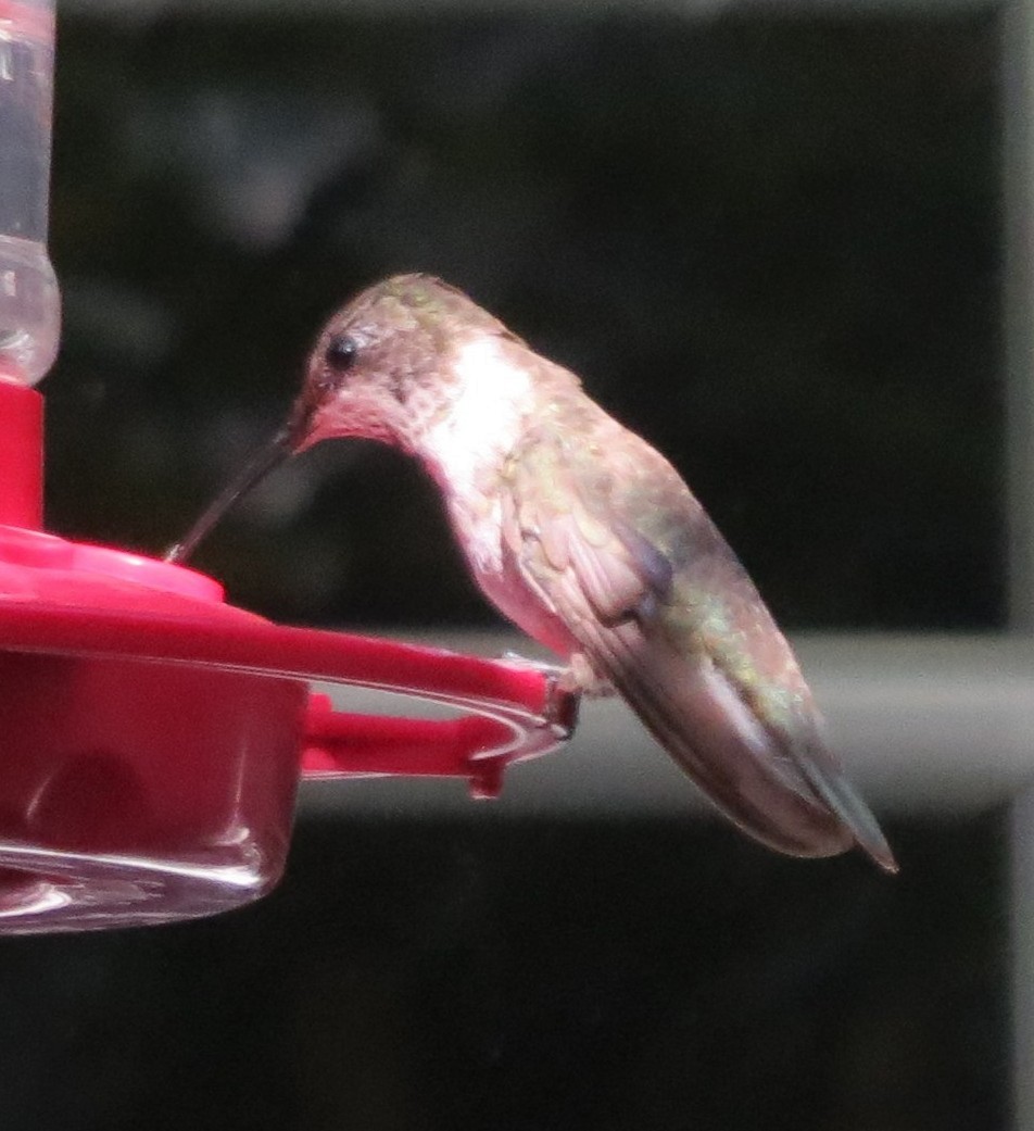Black-chinned Hummingbird - ML645657593