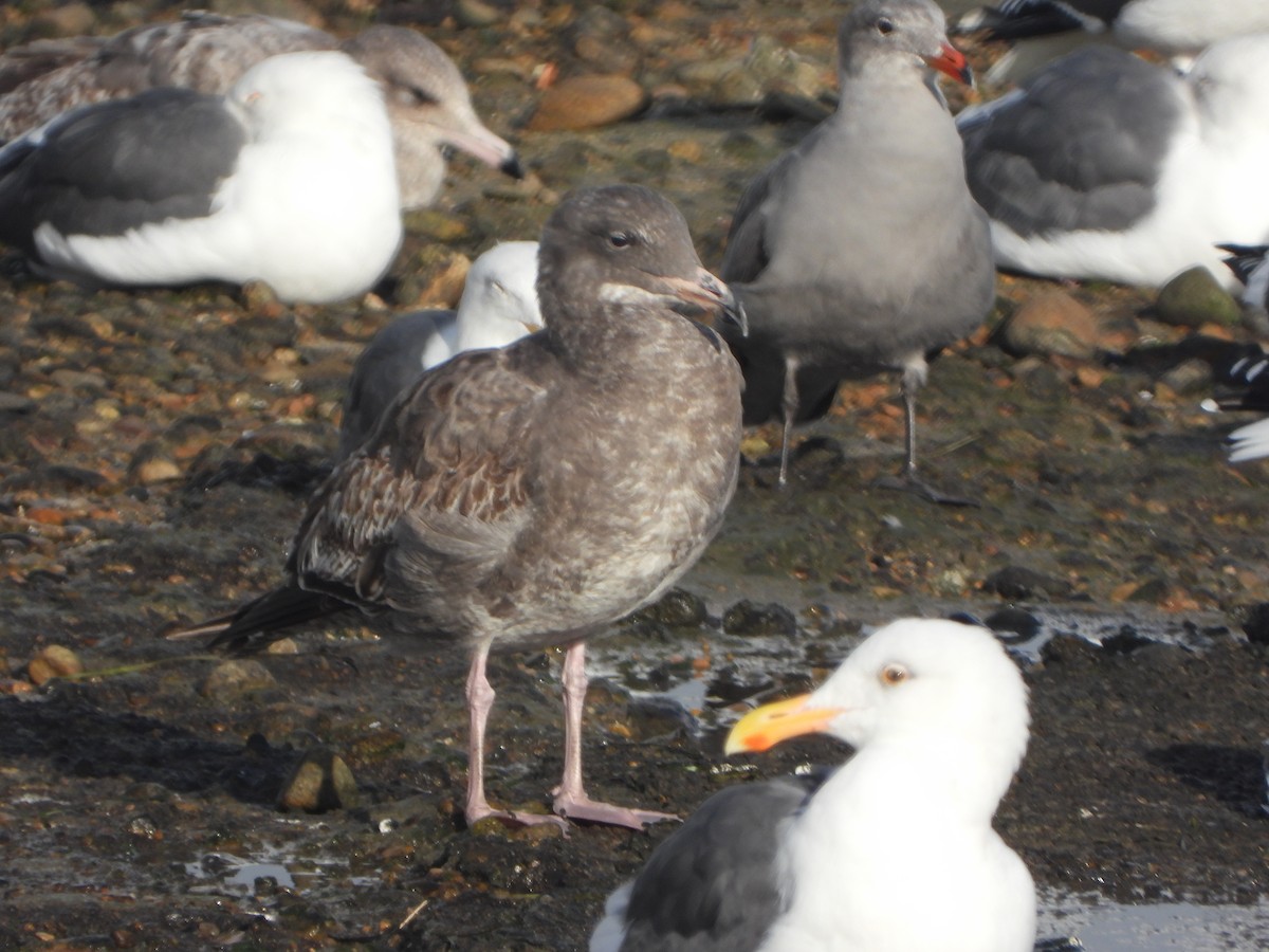 Западная чайка - ML645657596