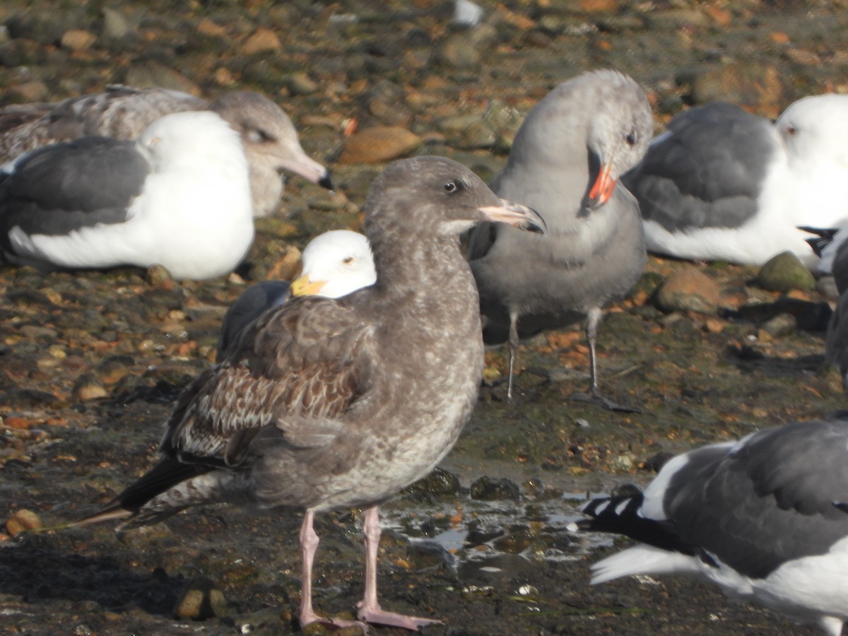 Западная чайка - ML645657597