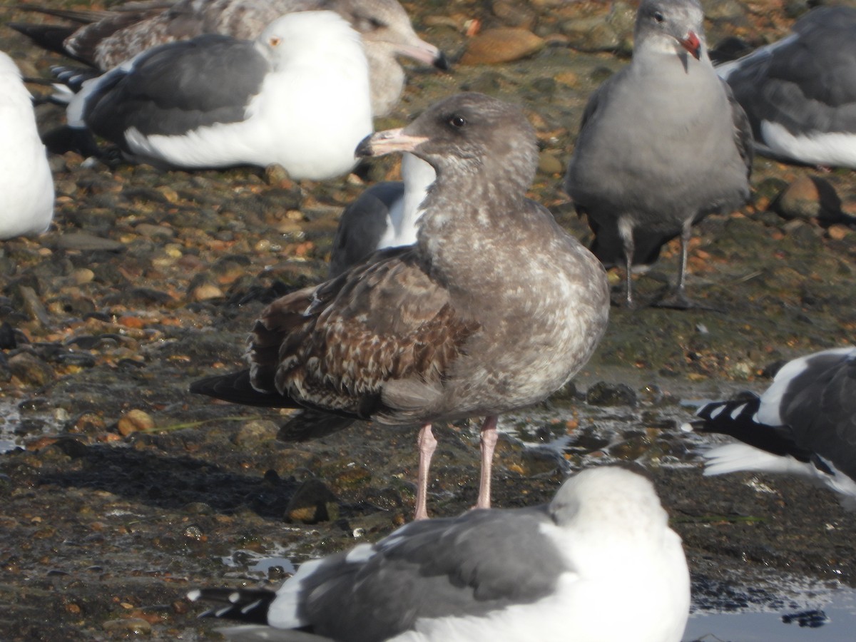 Западная чайка - ML645657598