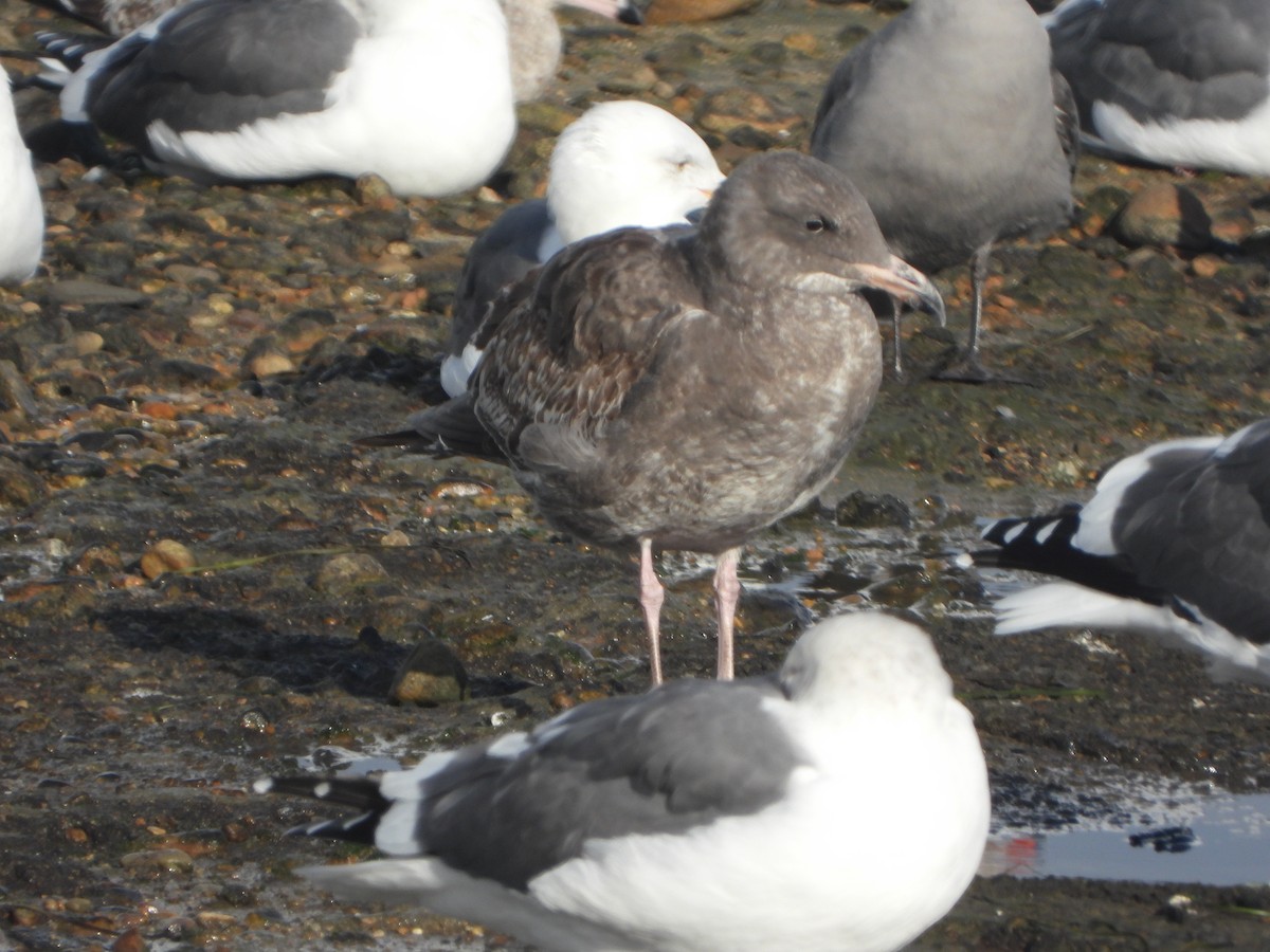 Западная чайка - ML645657600