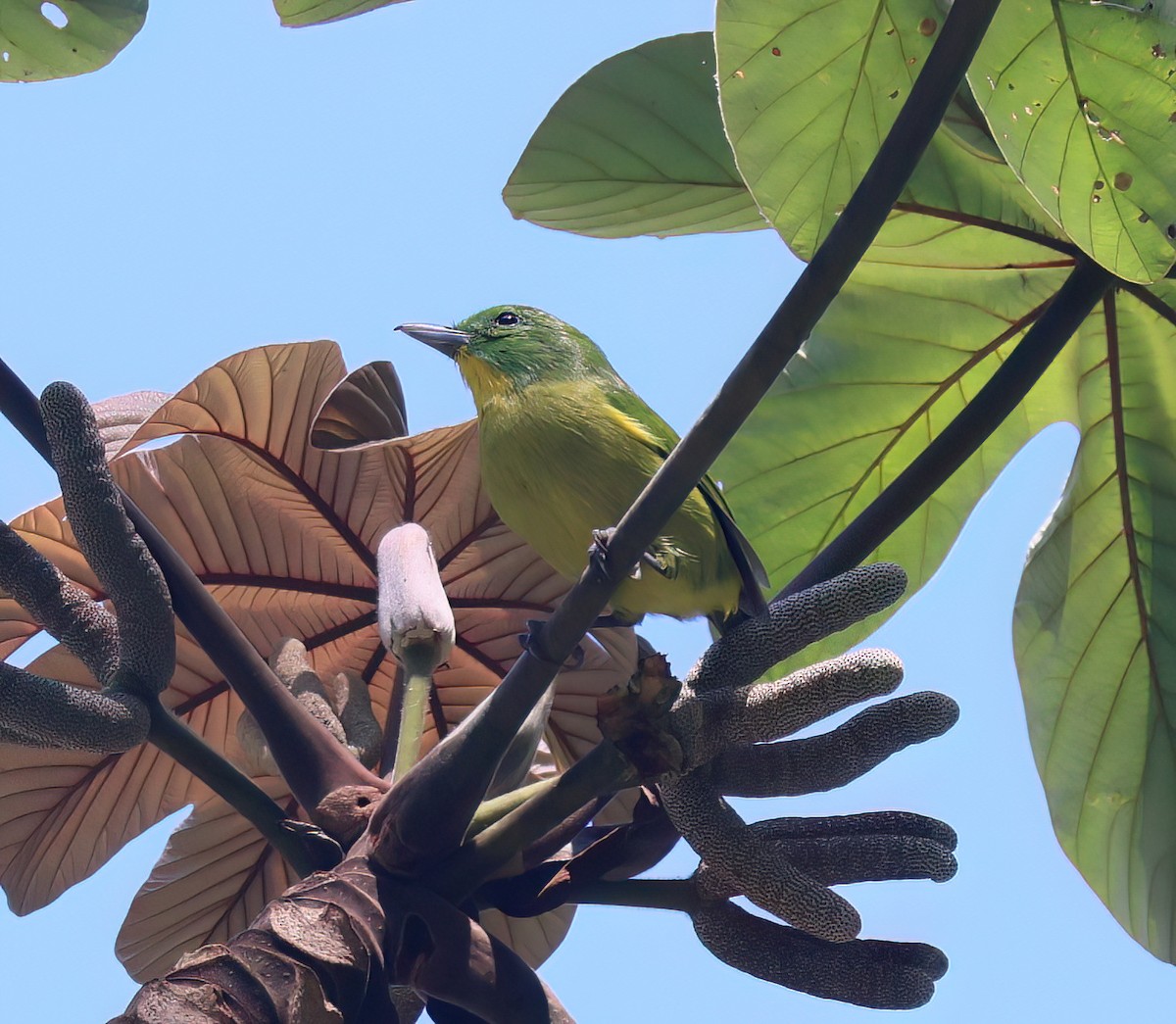 Smaragdan émeraude - ML645657618