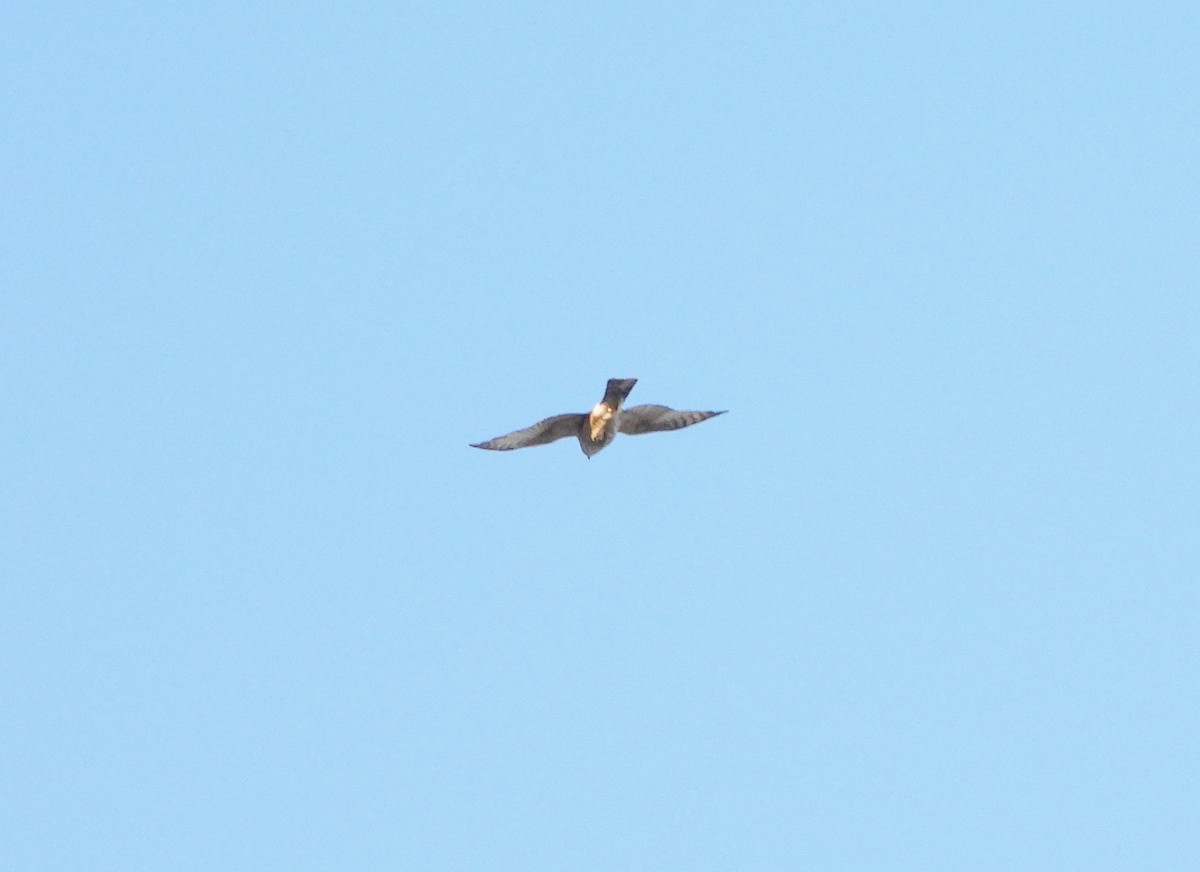 krahujec americký - ML645657622