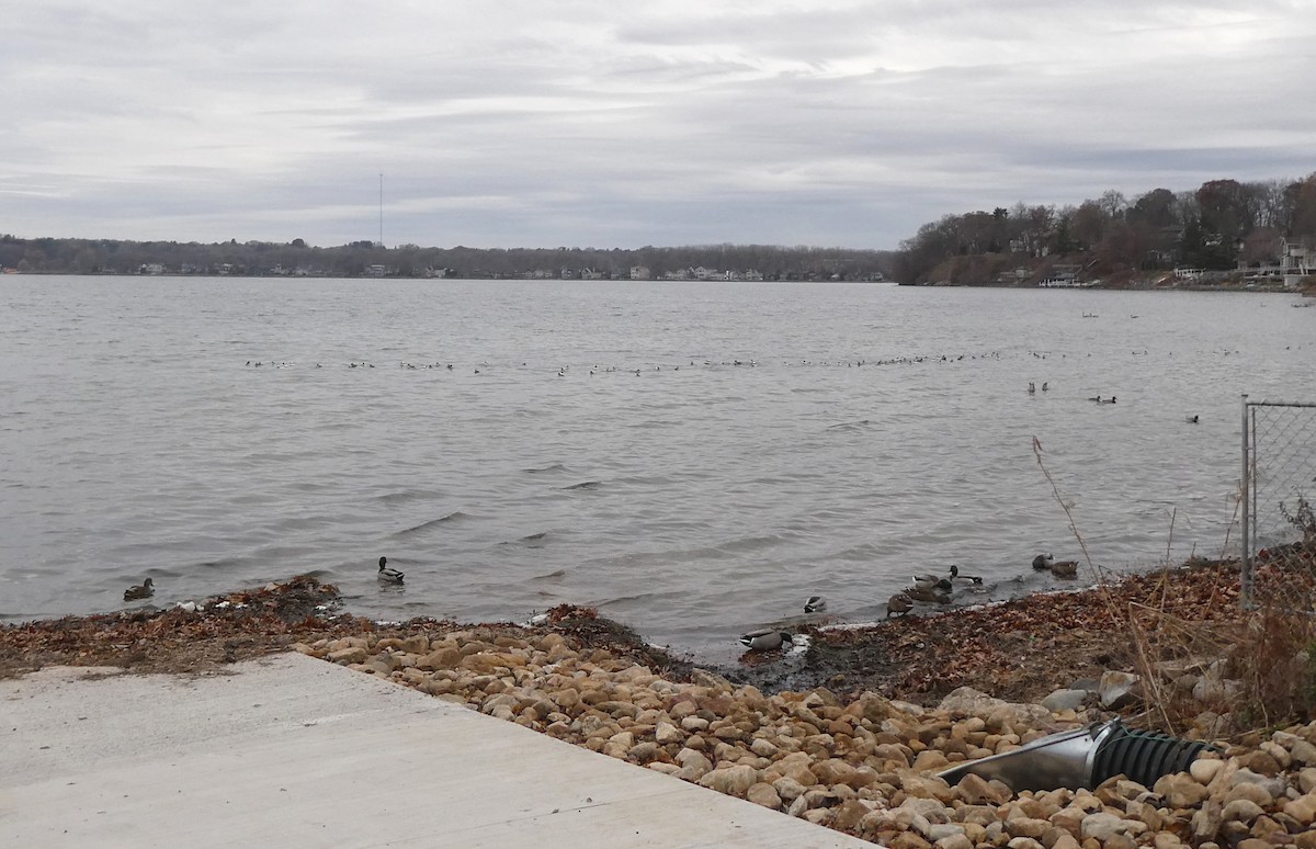 Bufflehead - ML645657644