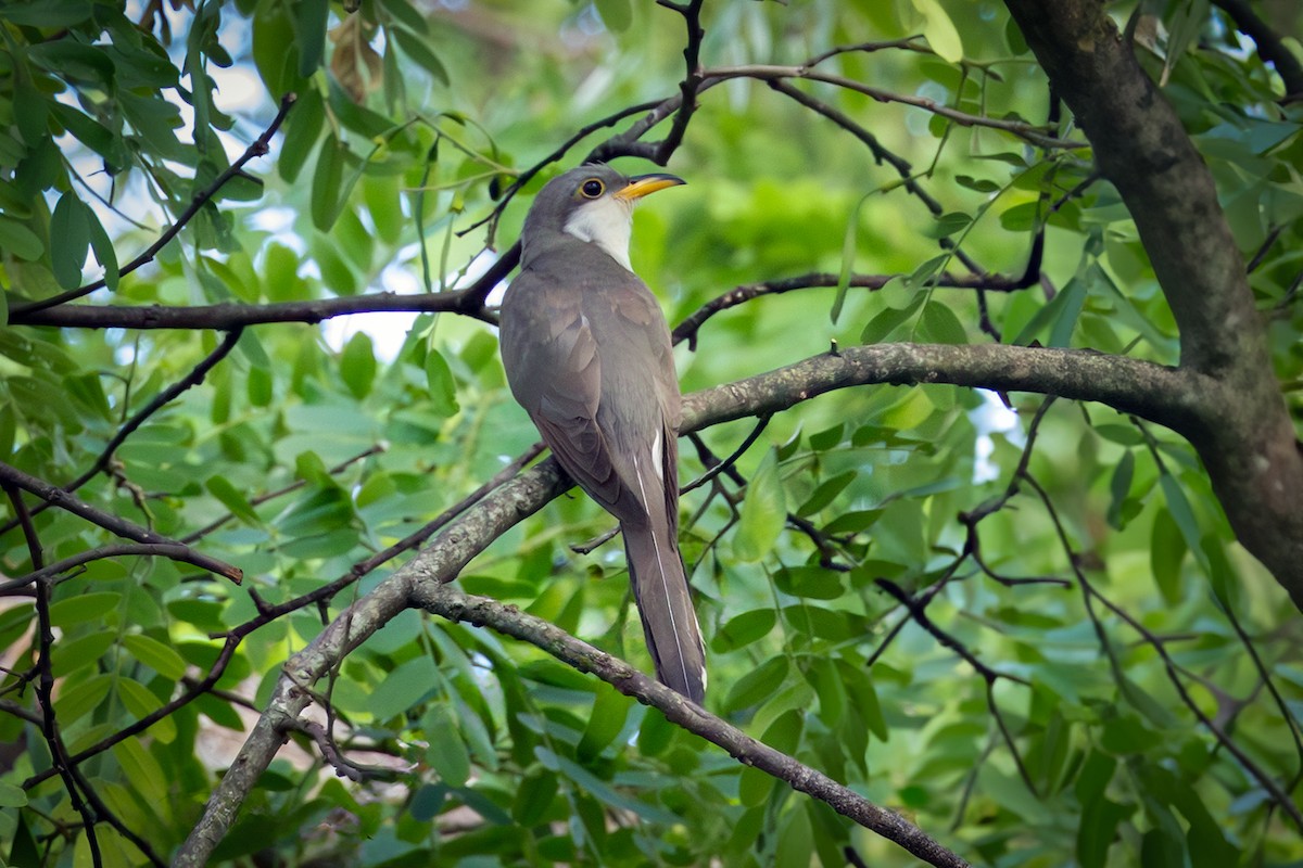 Yellow-billed Cuckoo - ML645657648