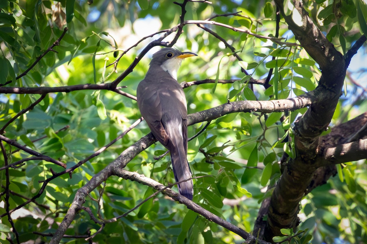 Yellow-billed Cuckoo - ML645657649