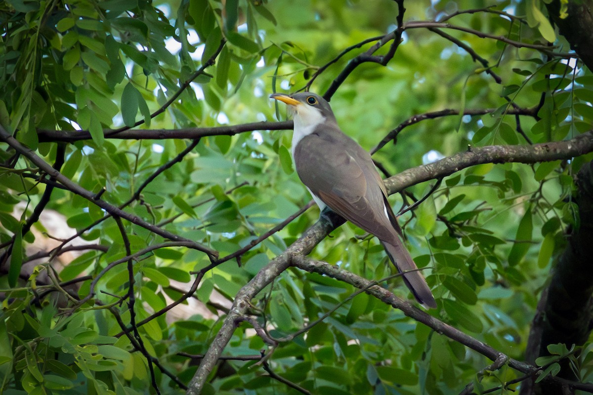Yellow-billed Cuckoo - ML645657650