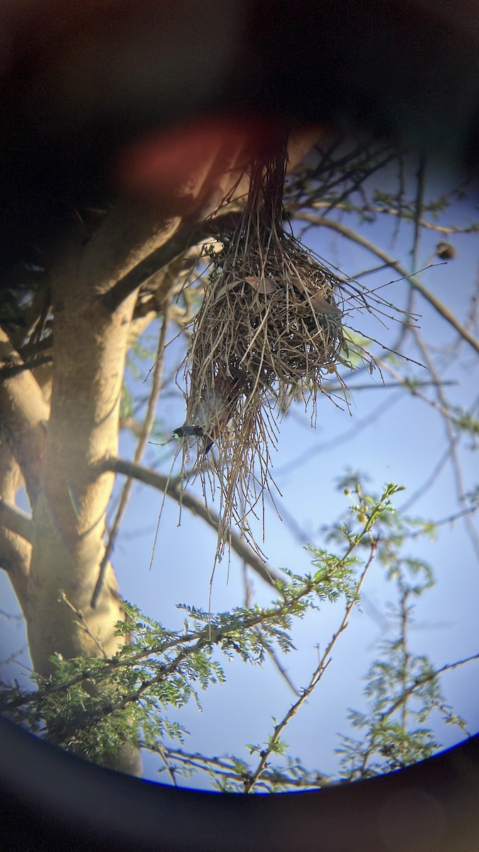 Anaplecte écarlate - ML645657653