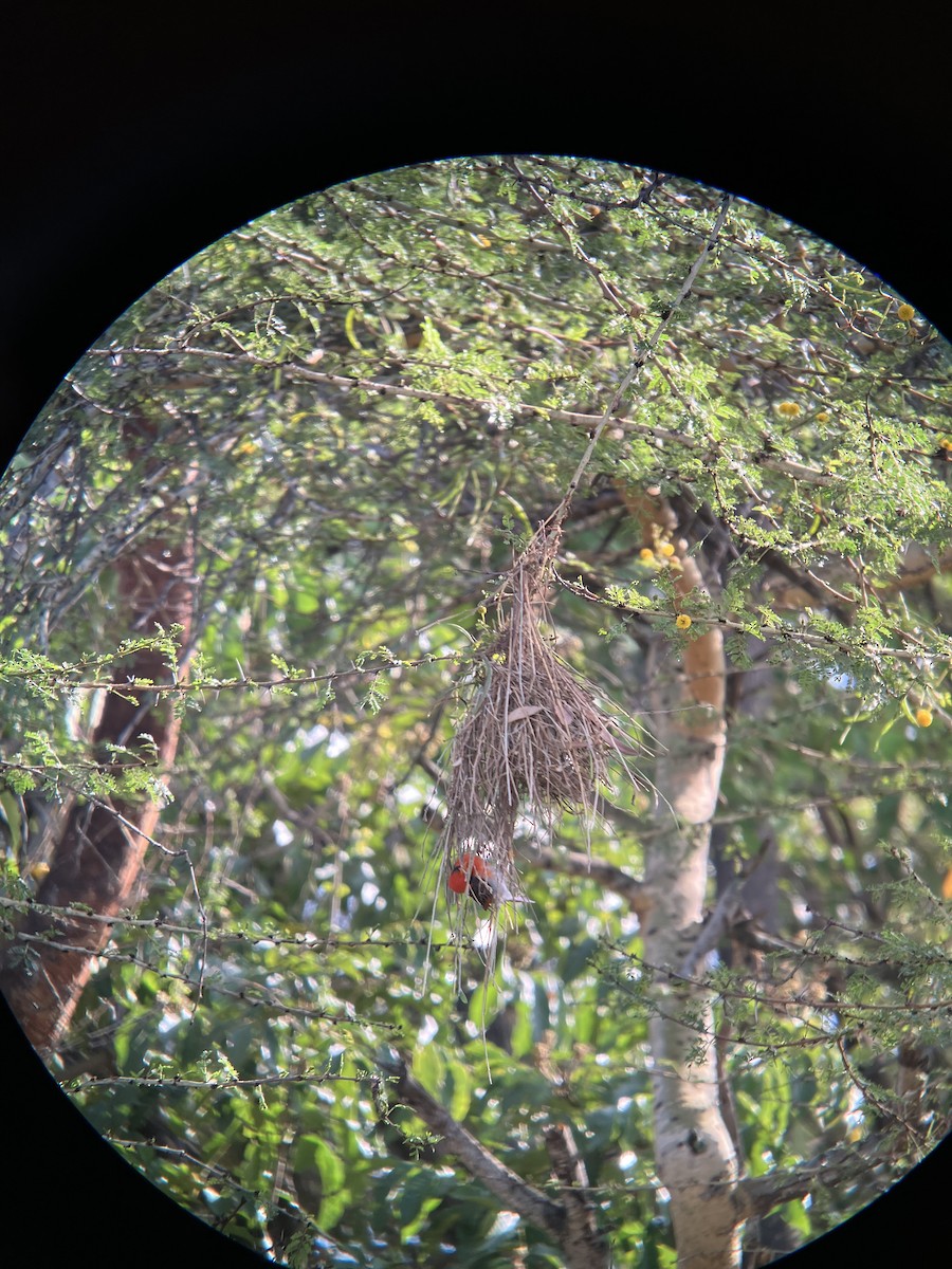 Anaplecte écarlate - ML645657654