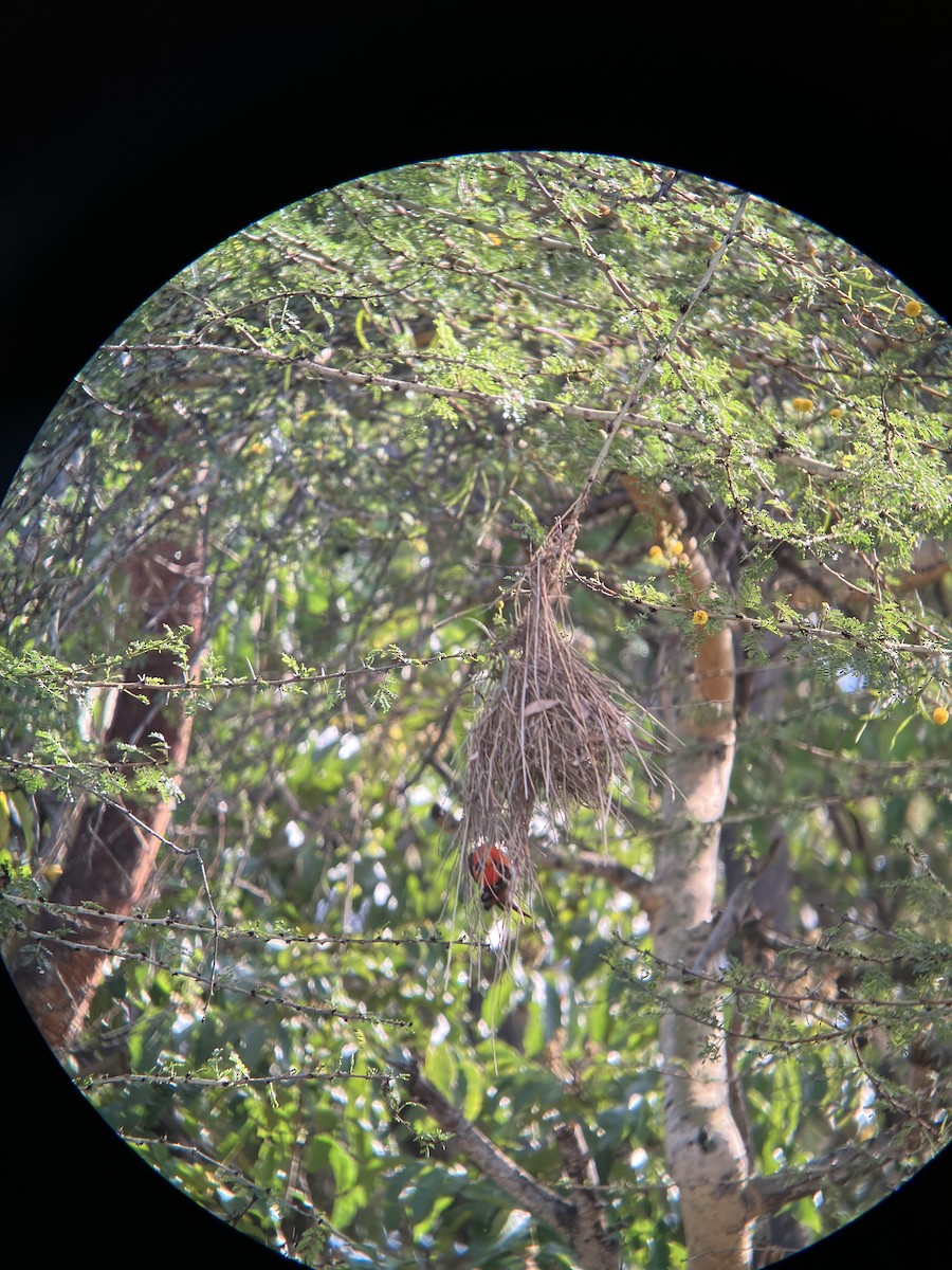 Anaplecte écarlate - ML645657655