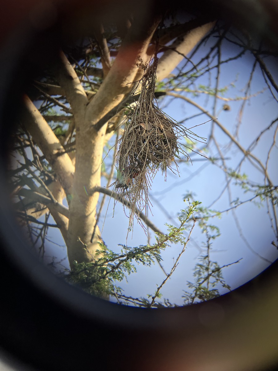 Anaplecte écarlate - ML645657656