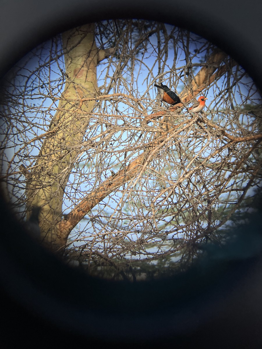 Anaplecte écarlate - ML645657658