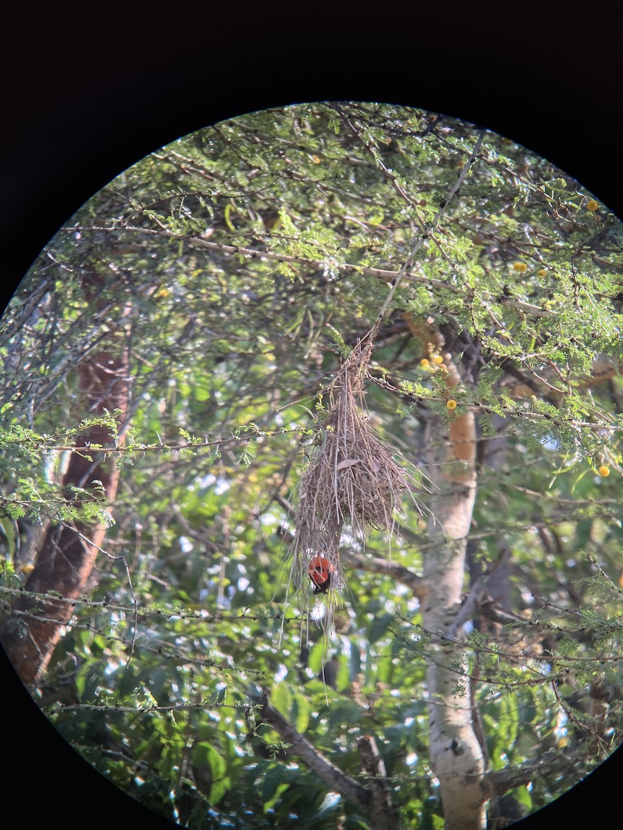 Anaplecte écarlate - ML645657659