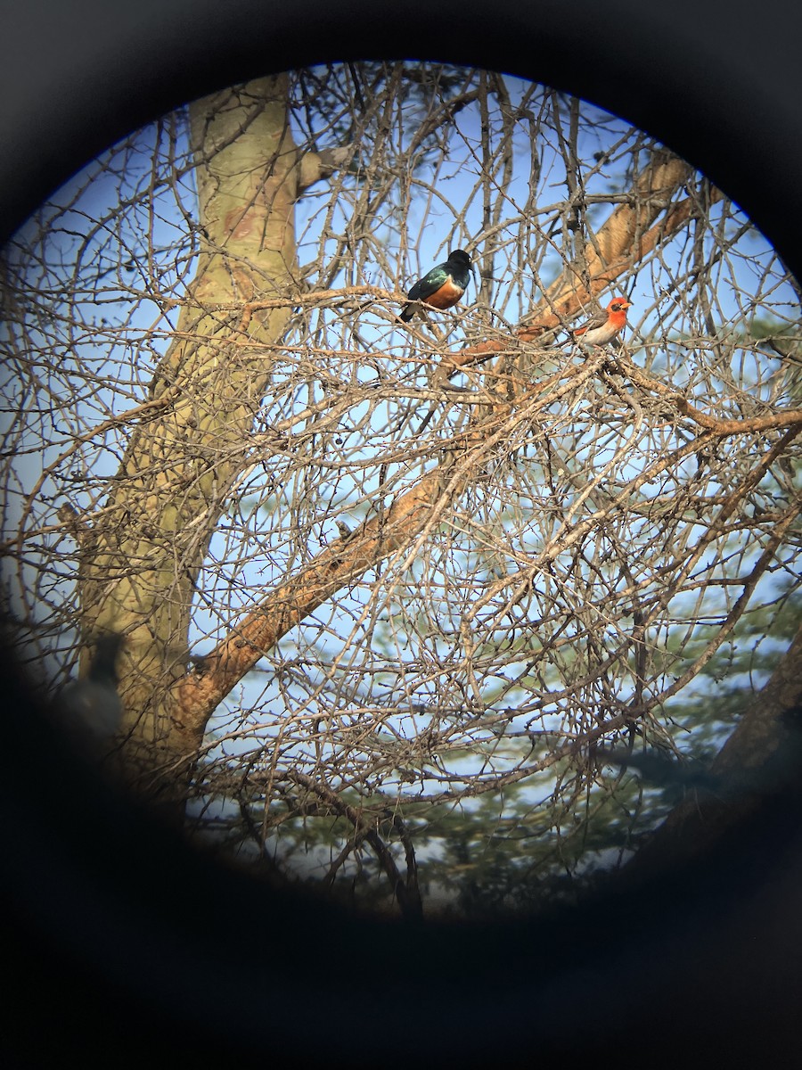 Anaplecte écarlate - ML645657660