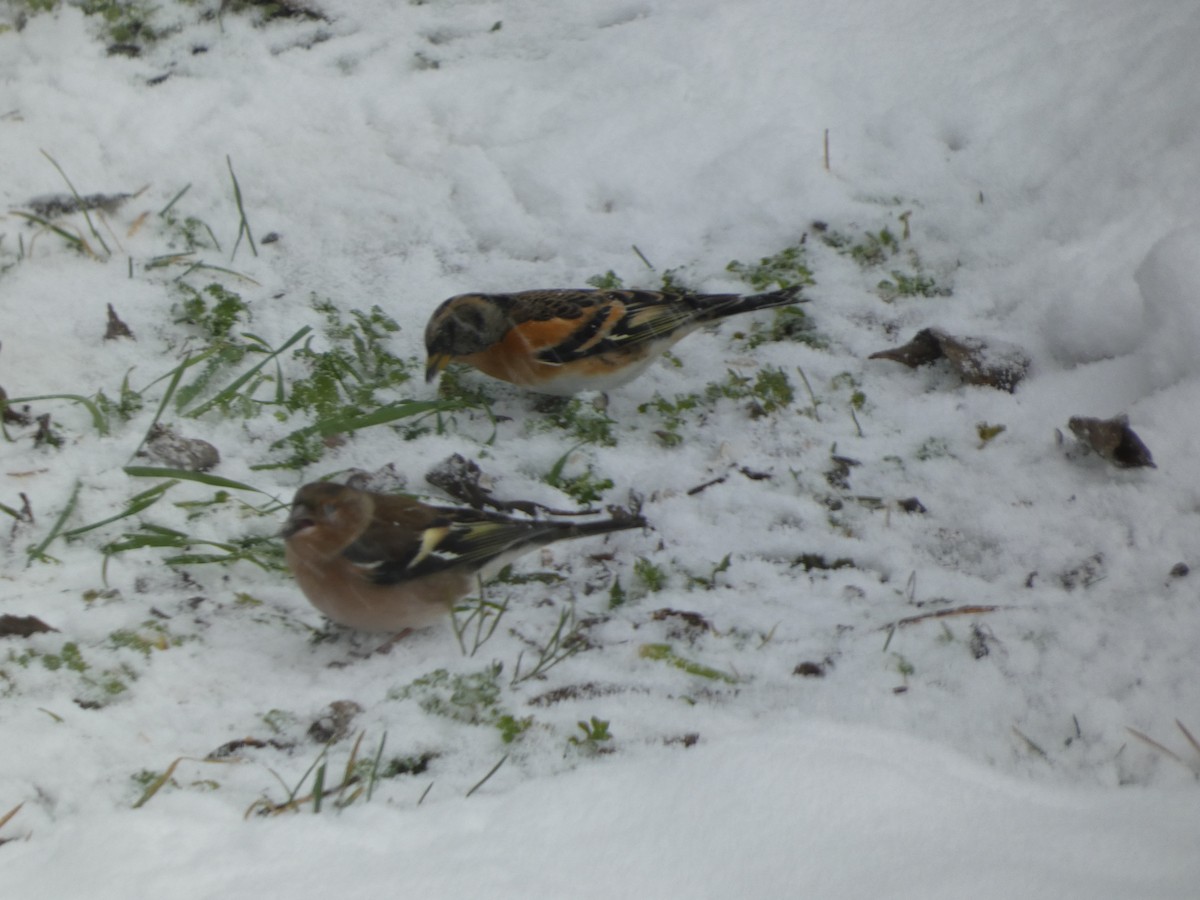 Brambling - ML645657661