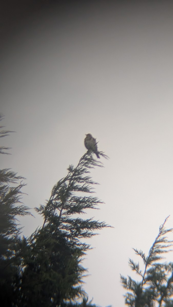 槲鶇 - ML645657664