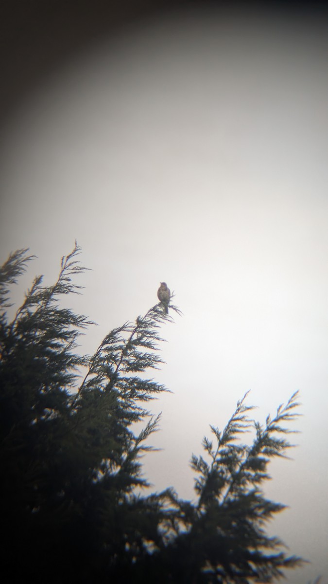 槲鶇 - ML645657665