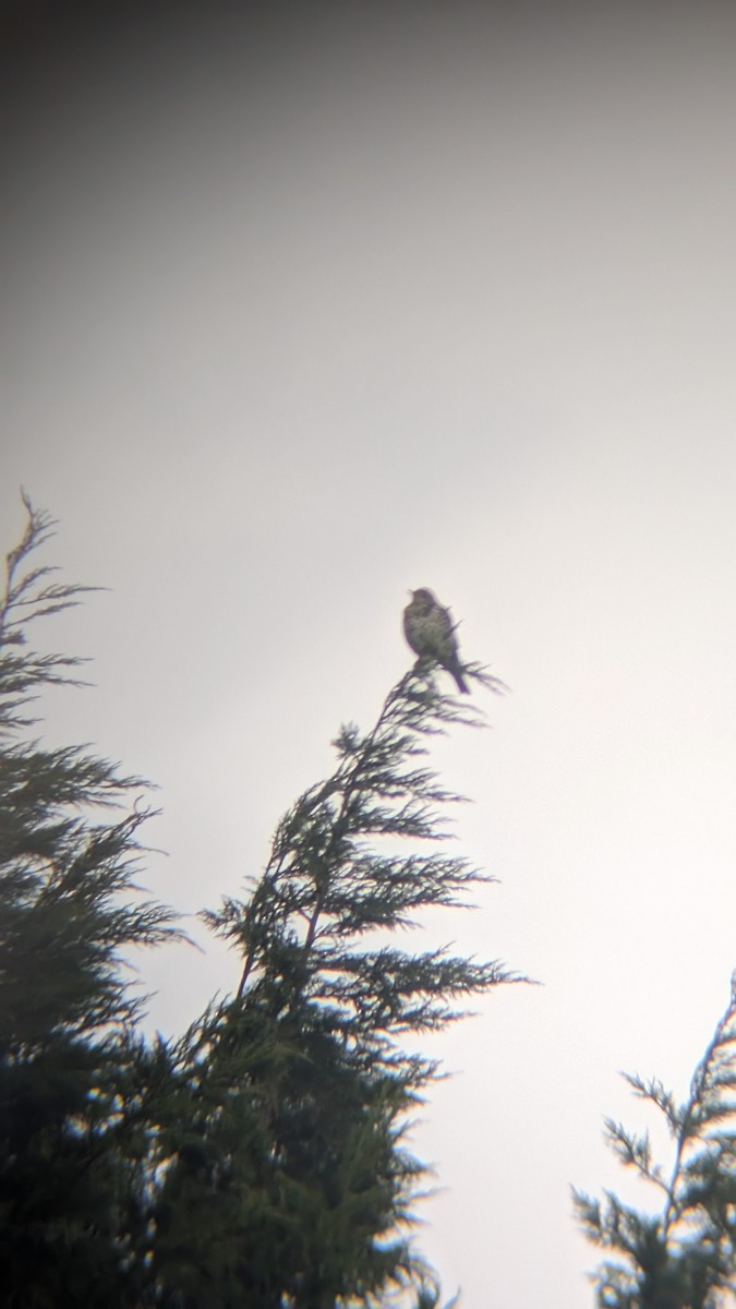 槲鶇 - ML645657666