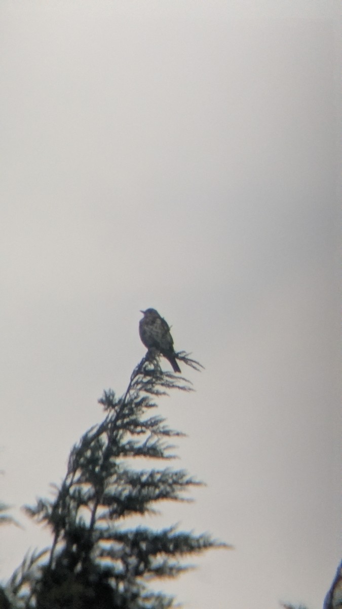 槲鶇 - ML645657671