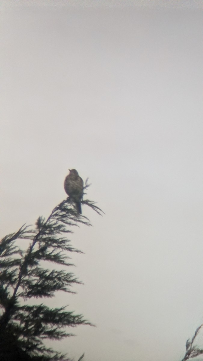 槲鶇 - ML645657672