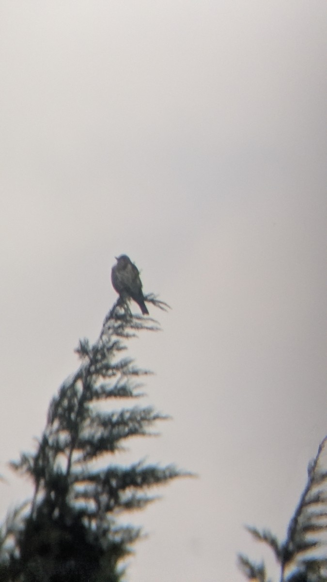 槲鶇 - ML645657673