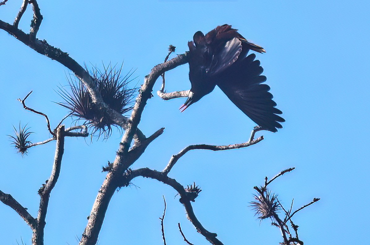 Cassique de Montezuma - ML645657674