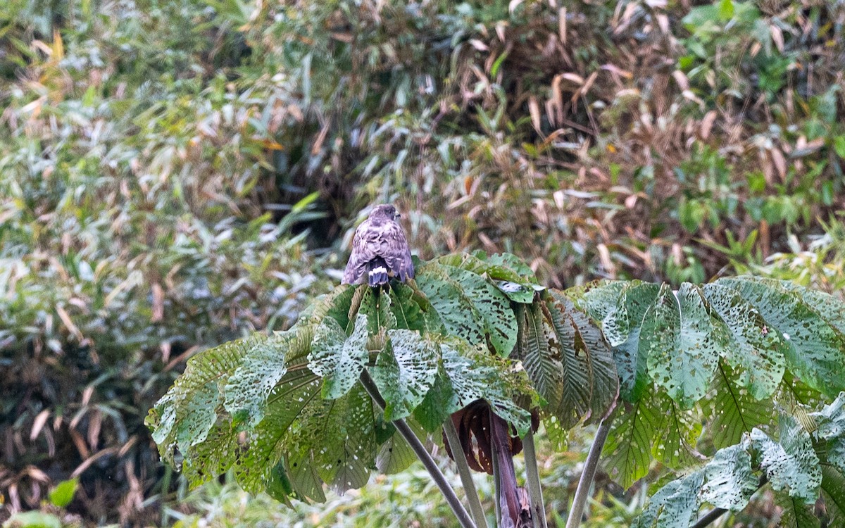 Канюк ширококрилий - ML645657684