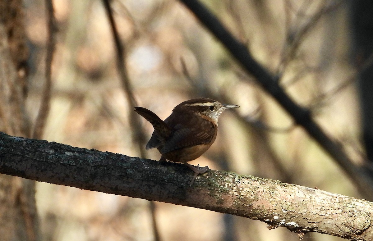 Cucarachero de Carolina - ML645657685