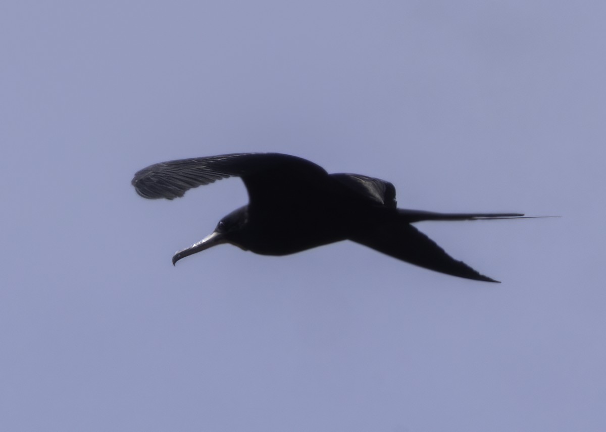 fregatka vznešená - ML645657686