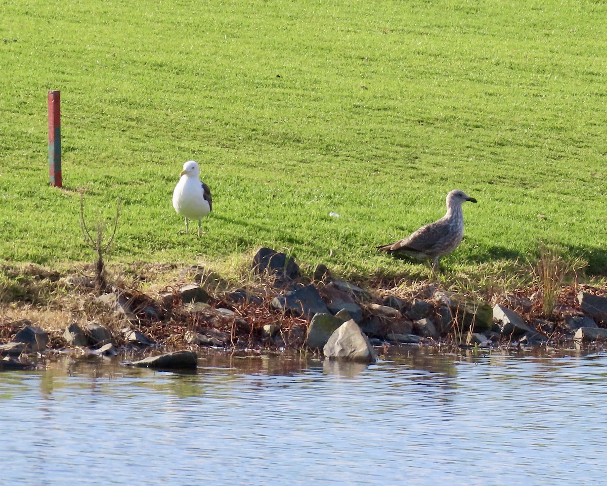 Kelp Gull - ML645657689