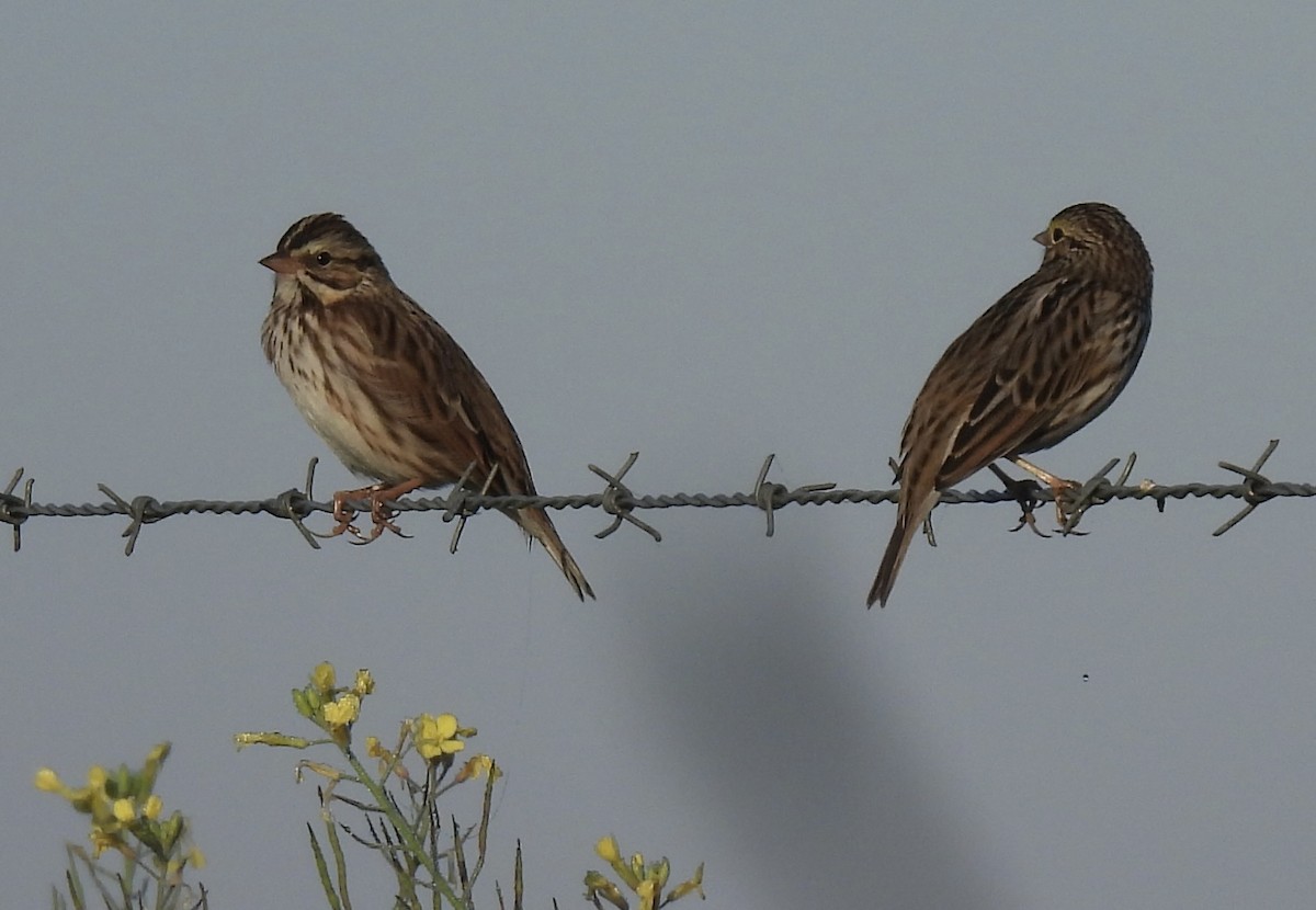 Savannah Sparrow - ML645657692