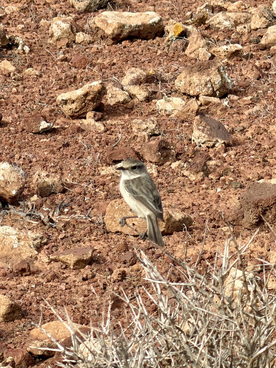 Fuerteventura Stonechat - ML645657693