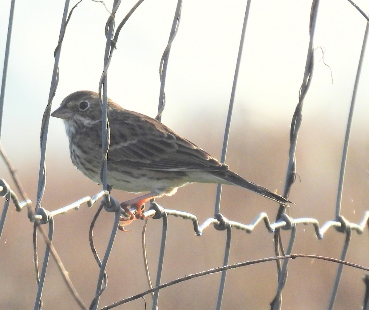 Vesper Sparrow - ML645657697