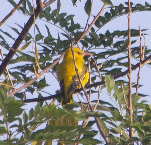 Indian Golden Oriole - ML645657700