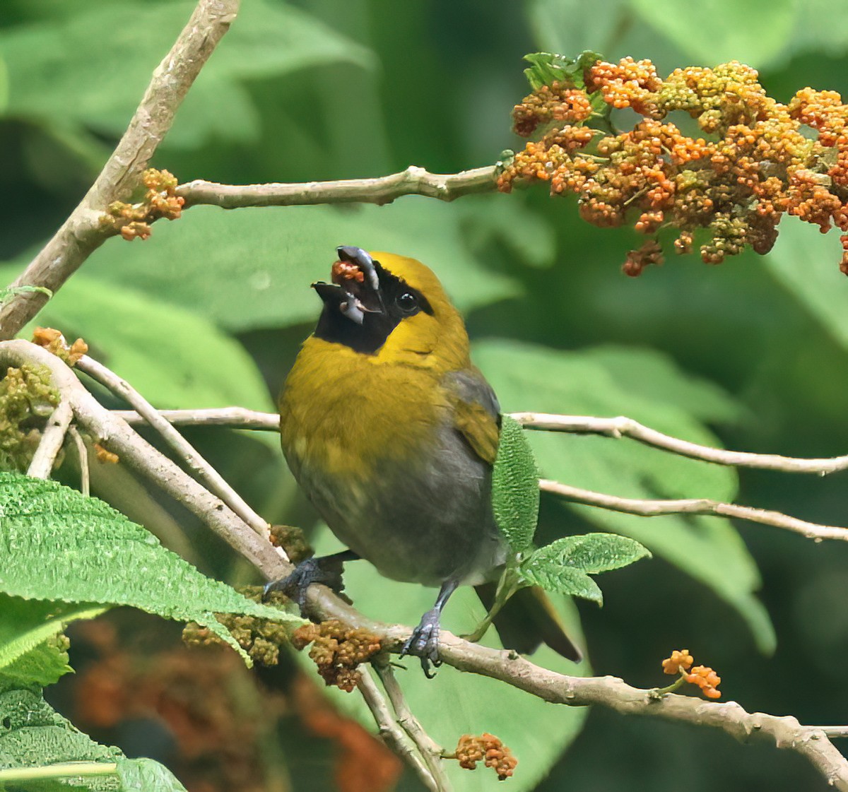 Cardinal à ventre blanc - ML645657701