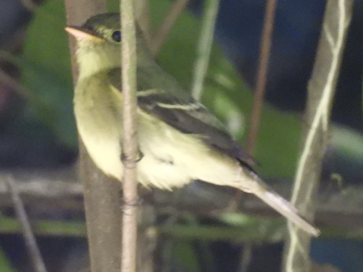Yellow-bellied Flycatcher - ML645657715