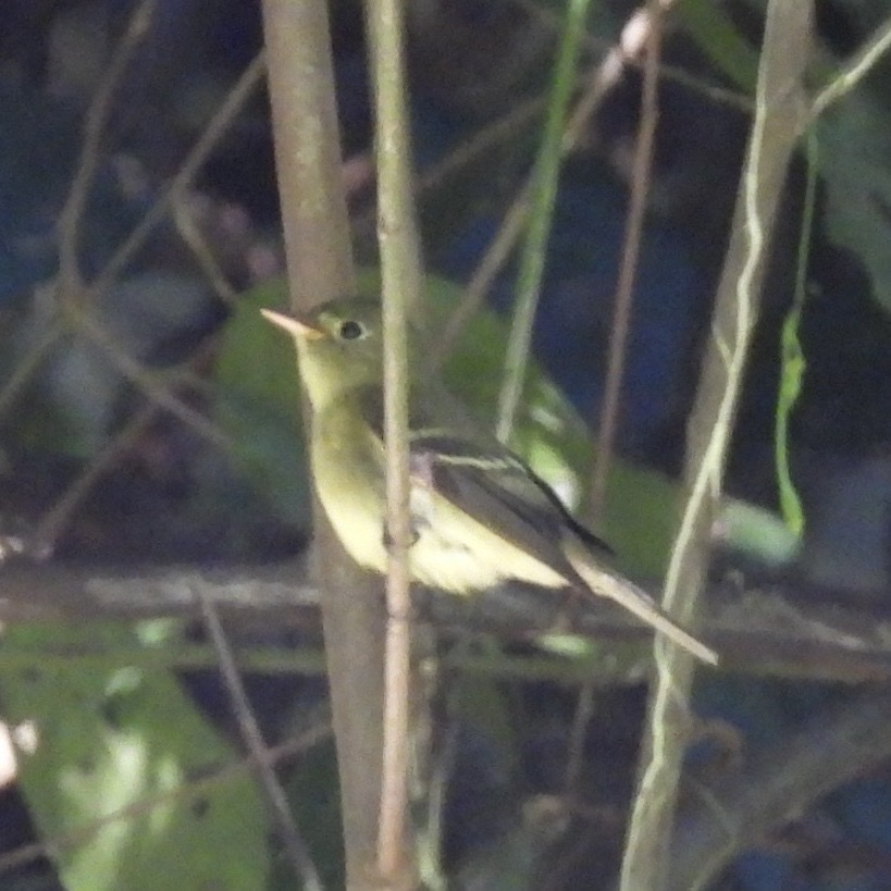 Yellow-bellied Flycatcher - ML645657716