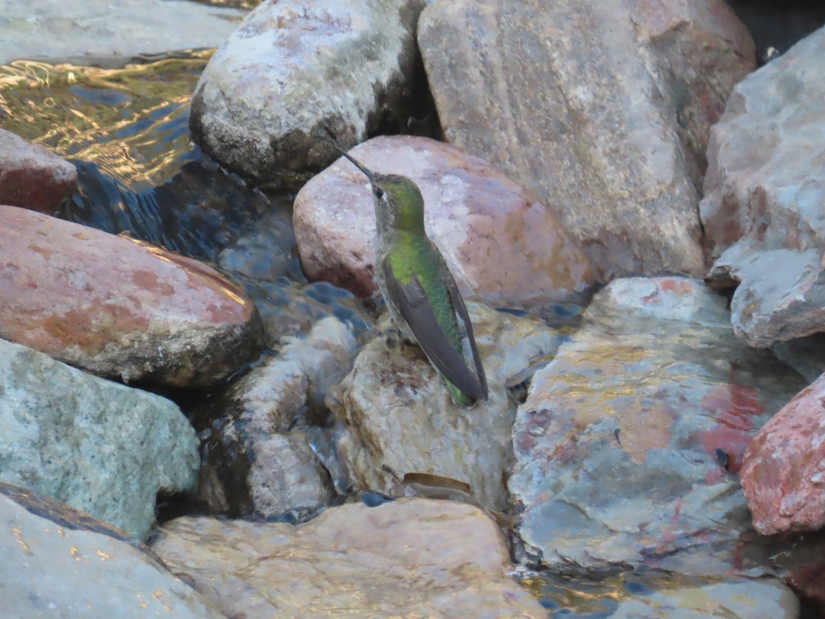 Anna's Hummingbird - ML645657724