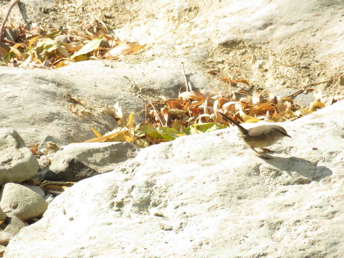 Scrub Warbler - ML645657727