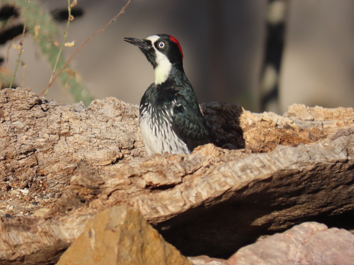 Acorn Woodpecker - ML645657735