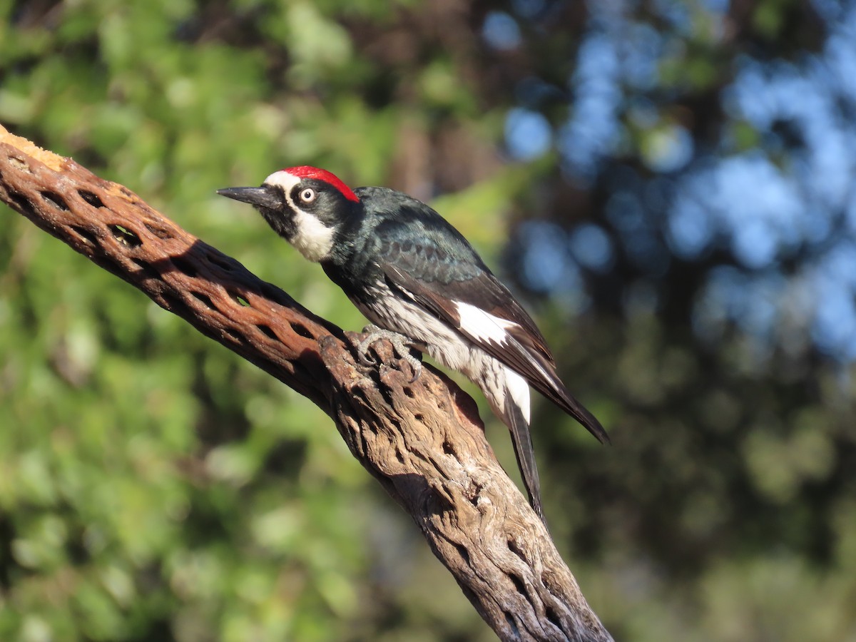 Acorn Woodpecker - ML645657736