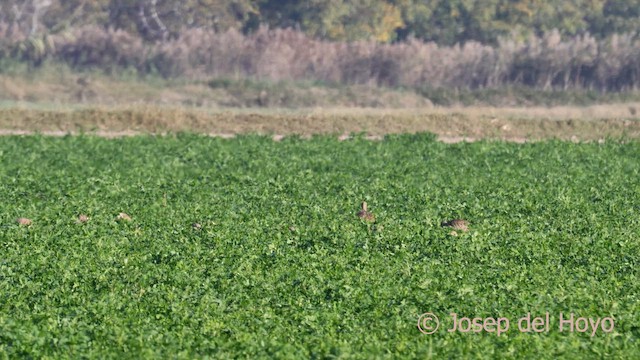 Little Bustard - ML645657740