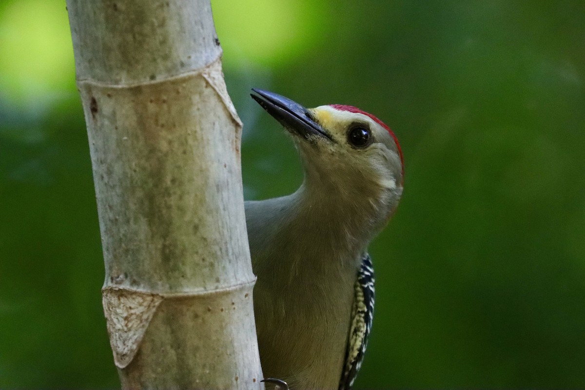 mesquitespett - ML645657741