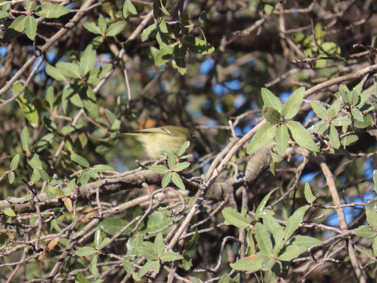 Ruby-crowned Kinglet - ML645657742